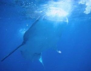 whale sharkt