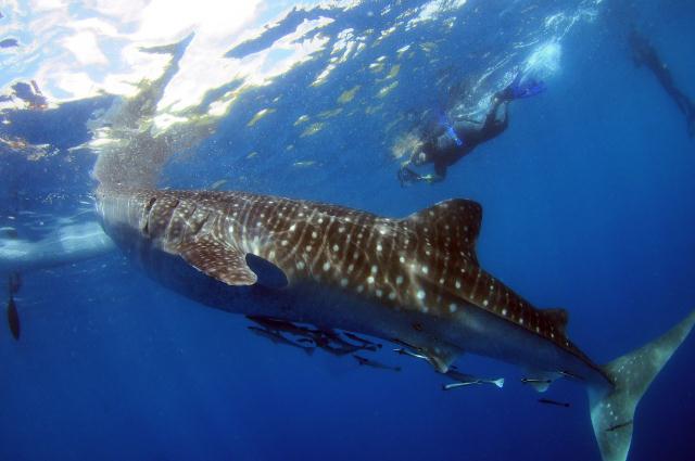 Oslob Whale Sharks...no thanks - PADI 5* IDC Dive Resort Philippines ...