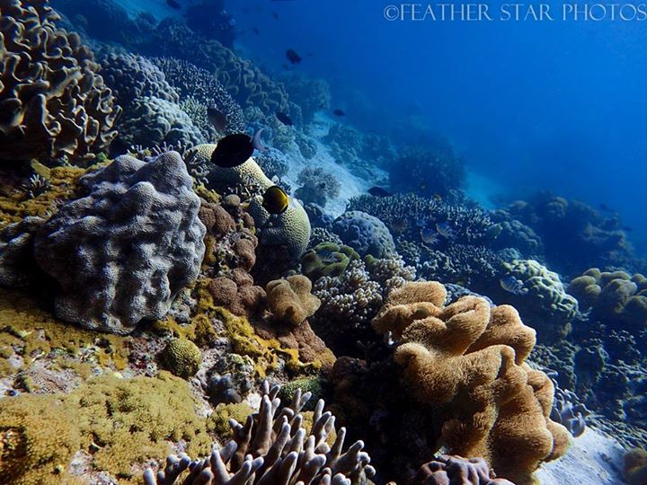 Coral - PADI 5* IDC Dive Resort Philippines | Apo Island Scuba Diving ...