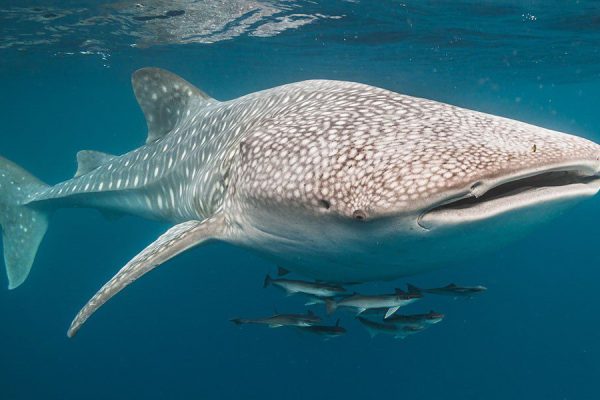 Z. Whale shark Z. Whale shark